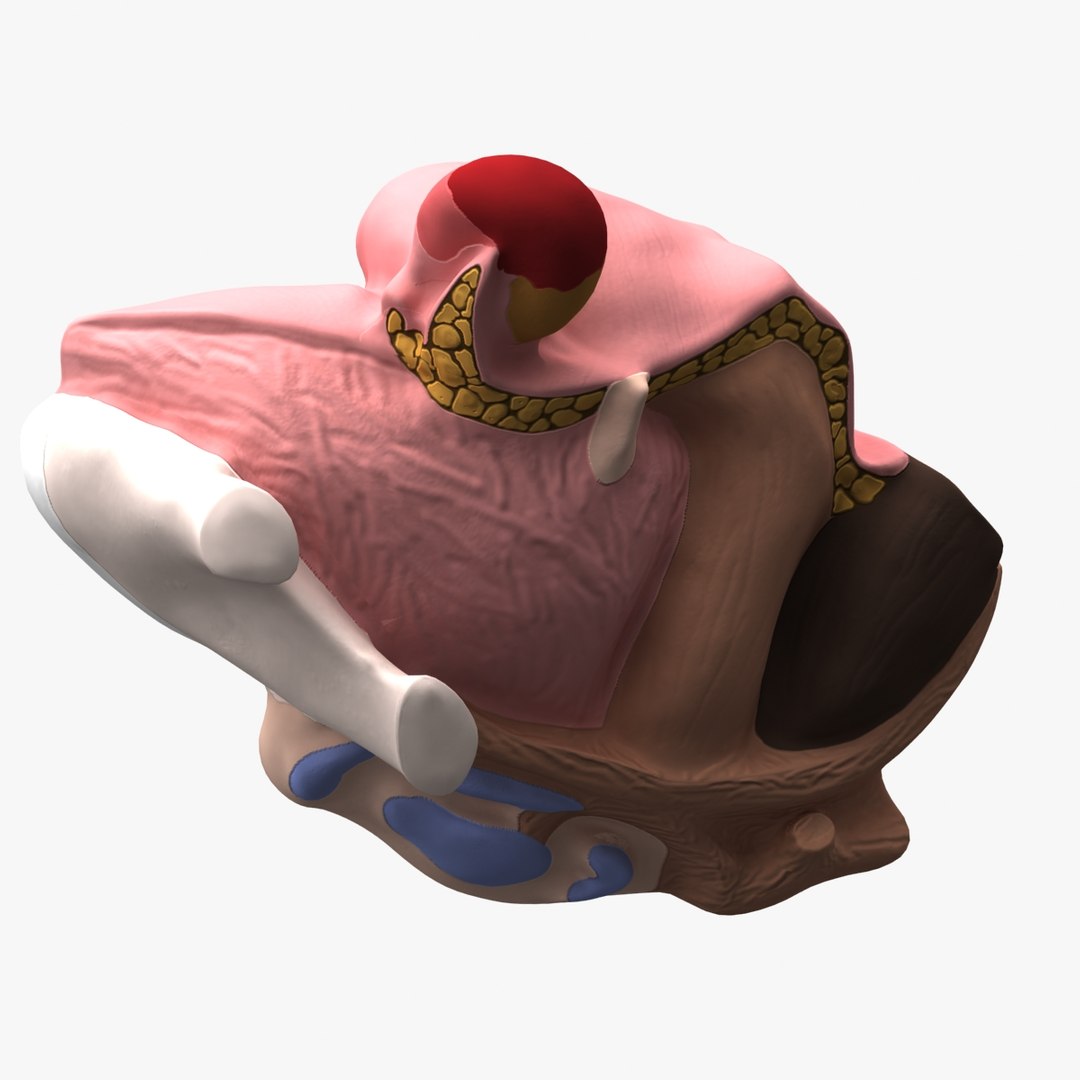 3d dugm01 female pelvis section model https://p.turbosquid.com/ts-thumb/me/ZjgRZd/xdzskaD7/female_pelvis_median_section_010009/jpg/1370899496/1920x1080/fit_q87/3b4ce24da8c585516b6bc15d4b3495f12ef716d3/female_pelvis_median_section_010009.jpg