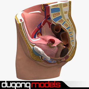 3d dugm01 female pelvis section model