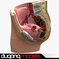 Female Pelvis Section