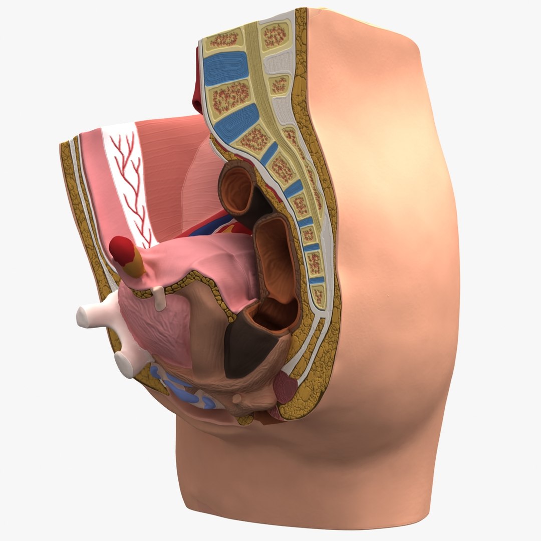 3d dugm01 female pelvis section model https://p.turbosquid.com/ts-thumb/me/ZjgRZd/zYBrdCu0/female_pelvis_median_section_010003/jpg/1370899496/1920x1080/fit_q87/79a3e95838efc66affc3c0c8f107a57027c9ab8c/female_pelvis_median_section_010003.jpg