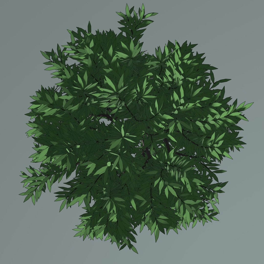 3D Simple Tree 24L04 Model - TurboSquid 2257933