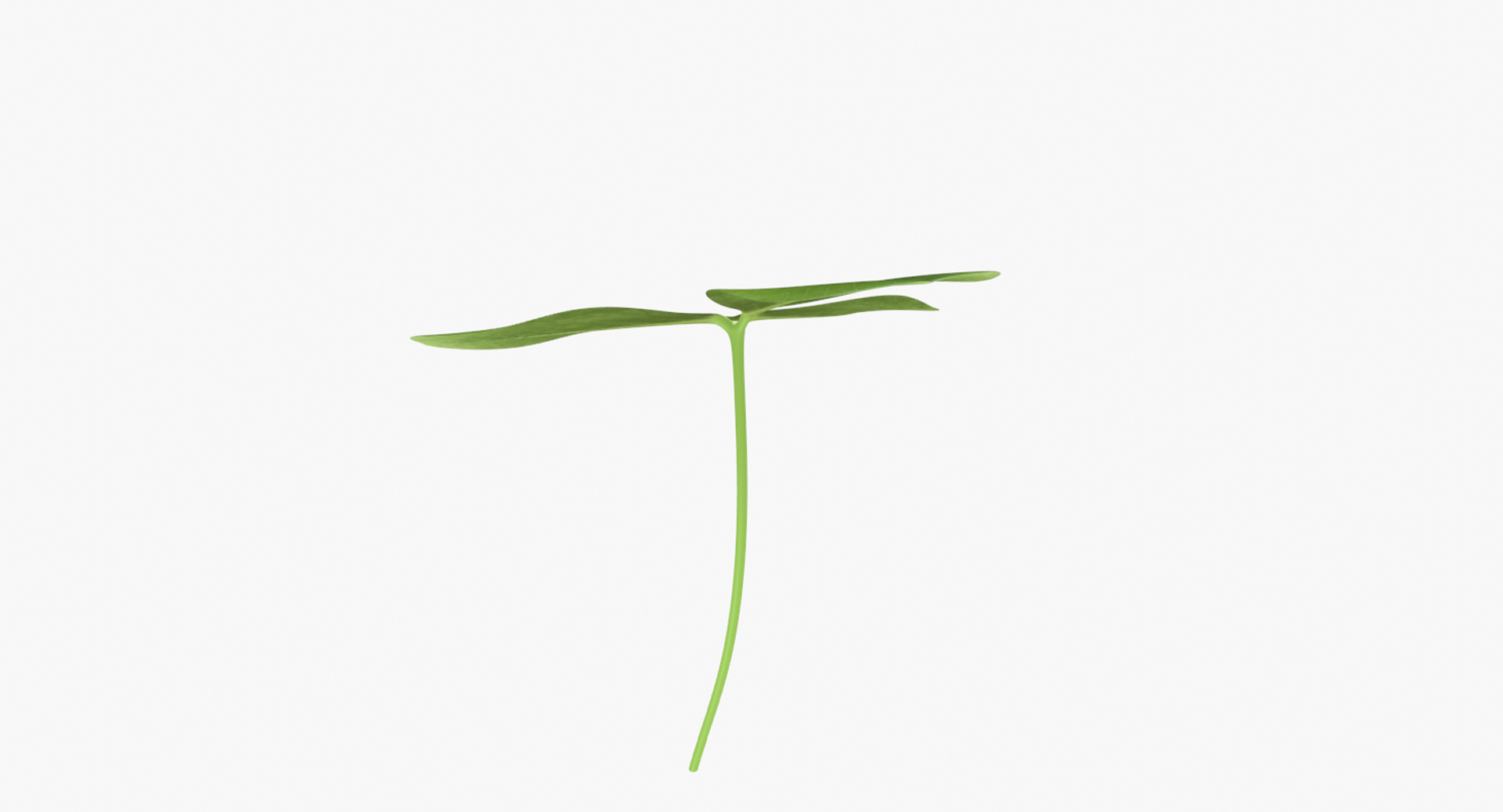 3D clover shamrock https://p.turbosquid.com/ts-thumb/me/aU4QRI/91yP61WZ/image/png/1500088925/1920x1080/turn_fit_q99/f0f41fd47c9ea8c5706fbbbdfbdeb20350634a87/image-1.jpg
