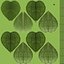 Clover / Shamrock