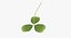 Clover / Shamrock