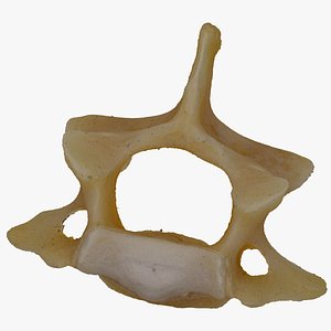 Kangaroo Cervical Vertebrae C2 Axis RAW Scan 3D model