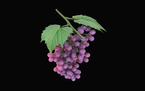 3D fruits grapes model