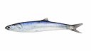 Anchovy