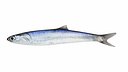 Anchovy