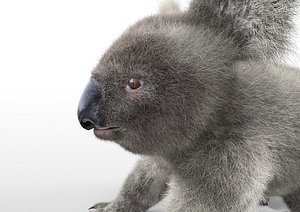 Koala Hair Fur Rigged