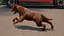 3D Running Brown Retriever Dog Fur Animated Rigged for Cinema 4D model