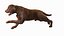 3D Running Brown Retriever Dog Fur Animated Rigged for Cinema 4D model