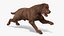 3D Running Brown Retriever Dog Fur Animated Rigged for Cinema 4D model