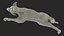 3D Running Brown Retriever Dog Fur Animated Rigged for Cinema 4D model