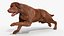 3D Running Brown Retriever Dog Fur Animated Rigged for Cinema 4D model