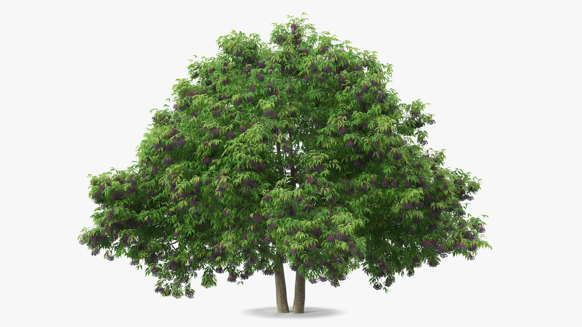 American Elderberry Tree with Berries 3D model preview
