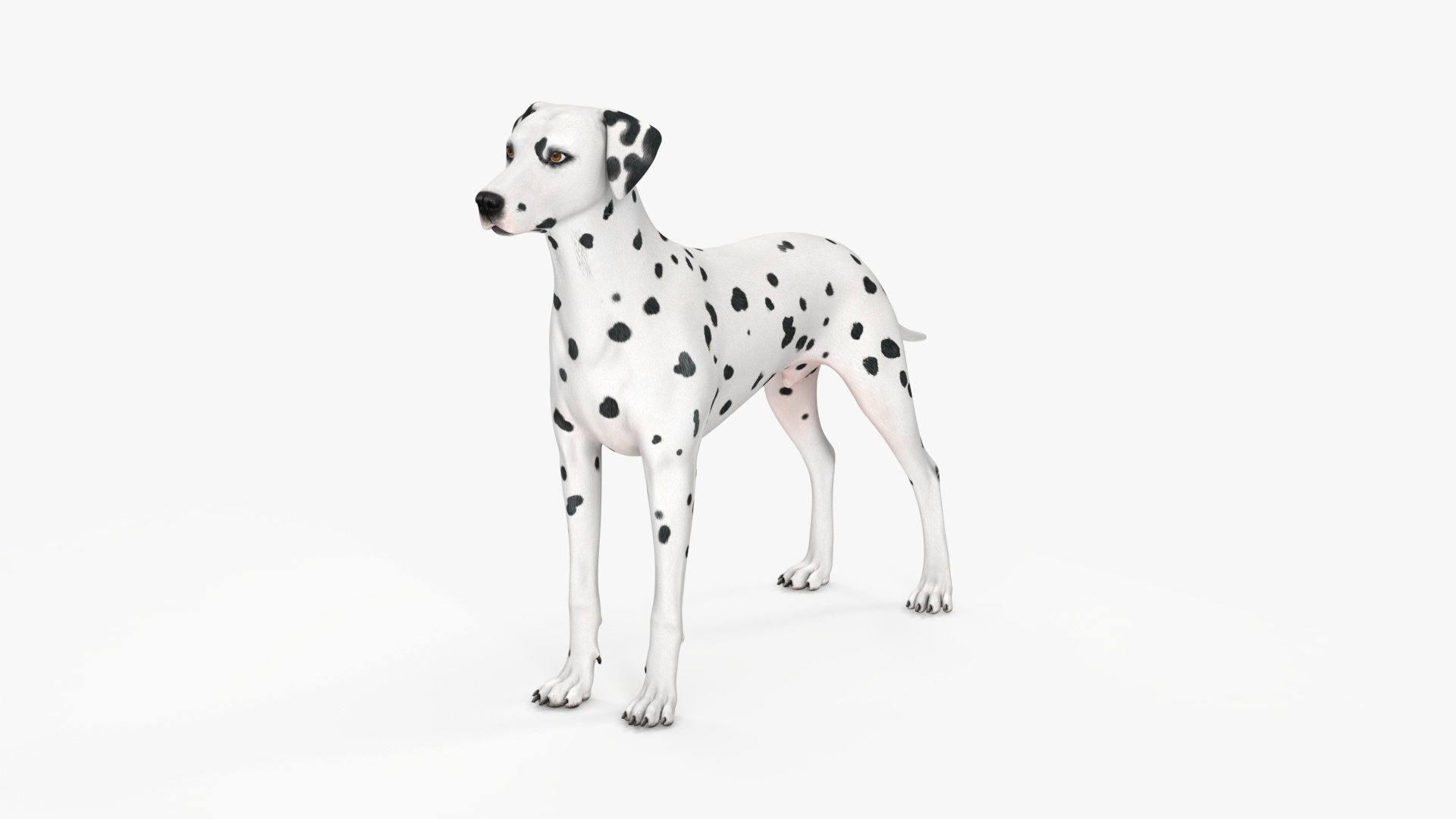 Dalmatian Dog Rigged 3D https://p.turbosquid.com/ts-thumb/mf/ybLYcX/7N/dalmatian_dog_rigged_360/jpg/1716125531/1920x1080/turn_fit_q99/92a2c733877c0e1177fc4708075f391f5992ab04/dalmatian_dog_rigged_360-1.jpg