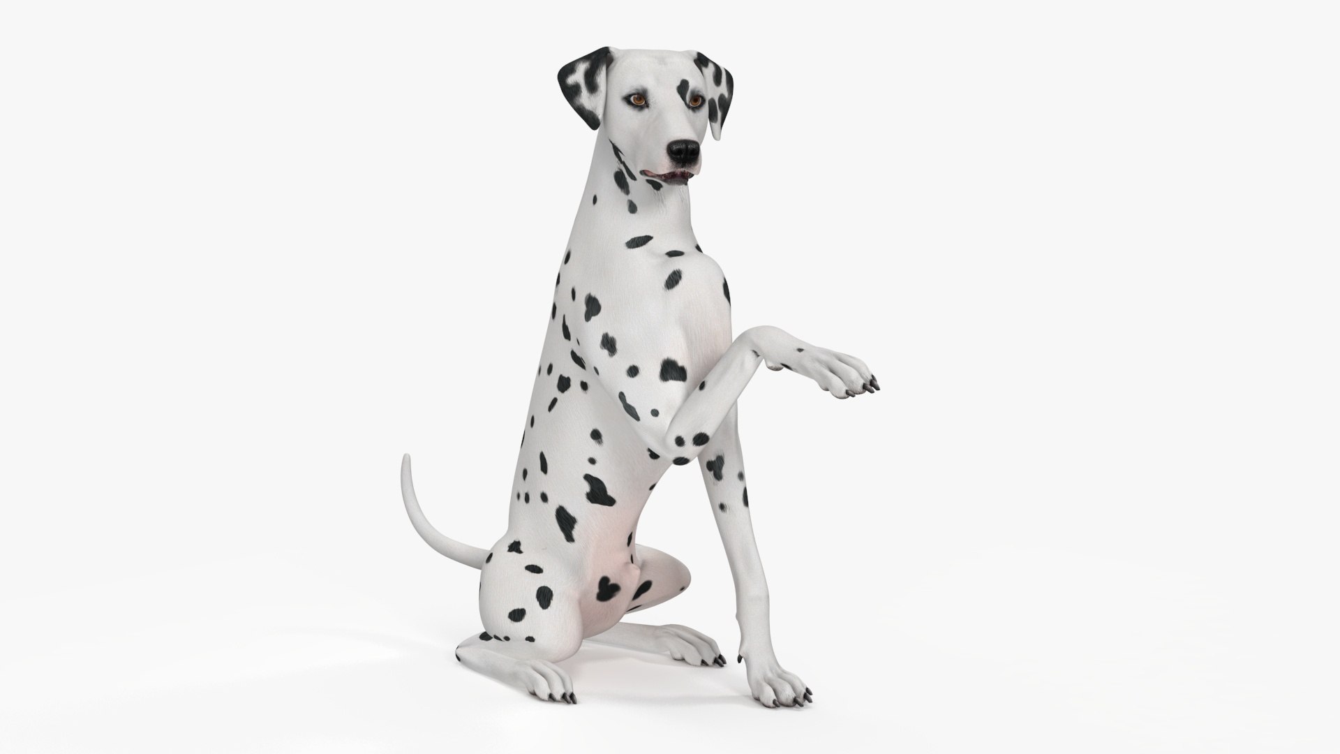 Dalmatian Dog Rigged 3D https://p.turbosquid.com/ts-thumb/mf/ybLYcX/BZ/dalmatiandogrigged3dmodel024/jpg/1716126074/1920x1080/fit_q87/1bfb80c0a2af45d21b266985ac31e92b903f95dc/dalmatiandogrigged3dmodel024.jpg