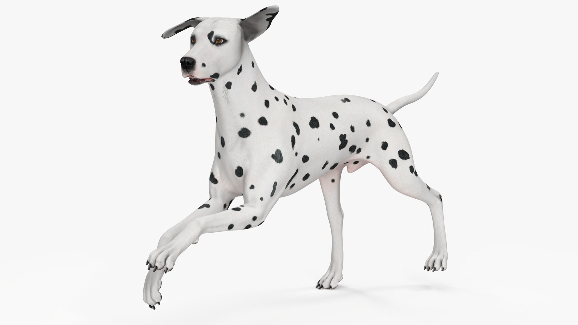 Dalmatian Dog Rigged 3D https://p.turbosquid.com/ts-thumb/mf/ybLYcX/Fr/dalmatiandogrigged3dmodel023/jpg/1716126070/1920x1080/fit_q87/46a184f919900bc9bface1361c5826415593192d/dalmatiandogrigged3dmodel023.jpg
