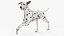Dalmatian Dog Rigged