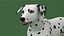 Dalmatian Dog Rigged