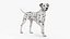 Dalmatian Dog Rigged