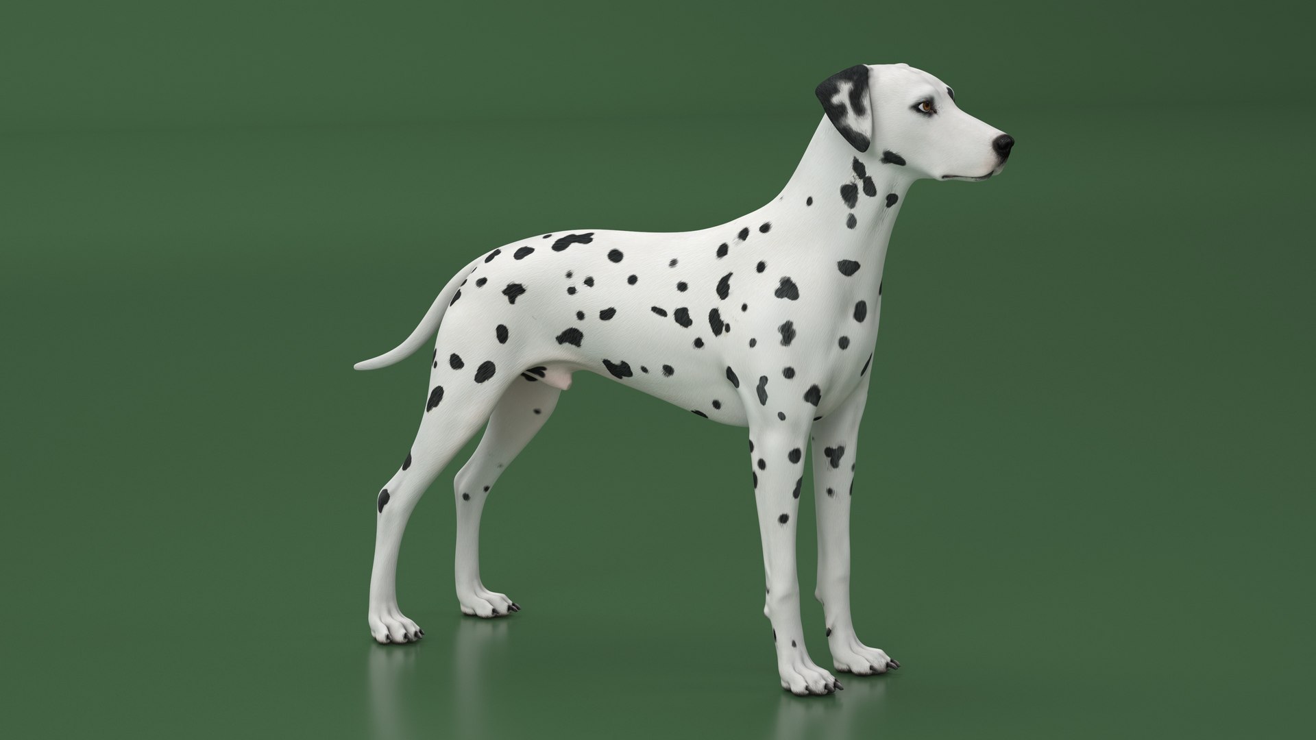 Dalmatian Dog Rigged 3D https://p.turbosquid.com/ts-thumb/mf/ybLYcX/bG/dalmatiandogrigged3dmodel014/jpg/1716126045/1920x1080/fit_q87/dd64b66e45e0a1e4d649e7dc48d8b7edd2a11d42/dalmatiandogrigged3dmodel014.jpg