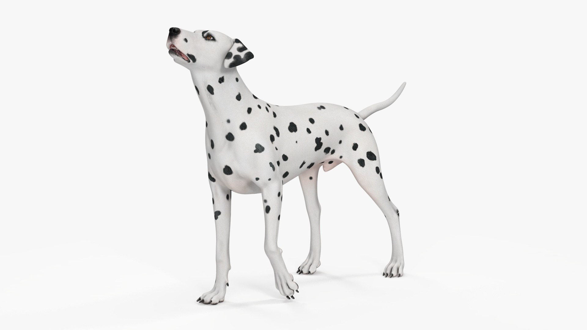 Dalmatian Dog Rigged 3D https://p.turbosquid.com/ts-thumb/mf/ybLYcX/iL/dalmatiandogrigged3dmodel022/jpg/1716126067/1920x1080/fit_q87/34465cd5828b46e1f3bdb333581e3c8077553f91/dalmatiandogrigged3dmodel022.jpg