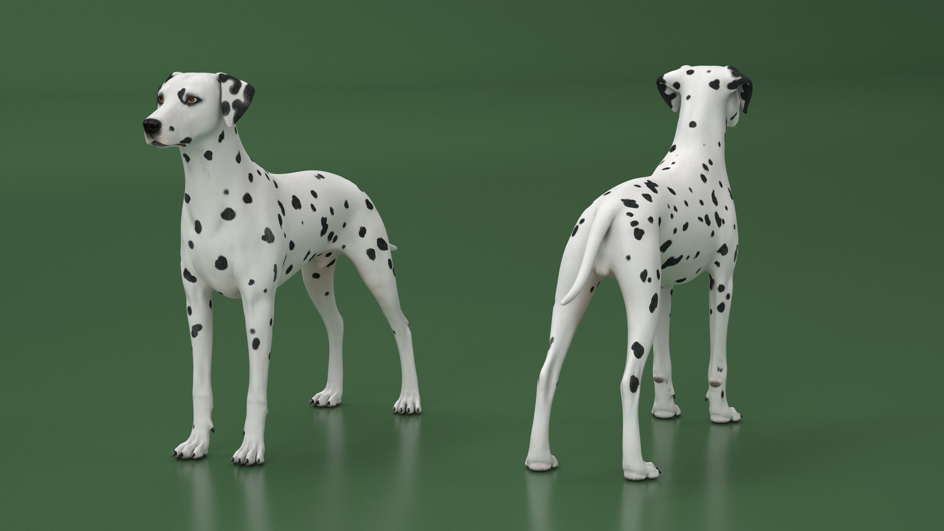 Dalmatian Dog Rigged 3D https://p.turbosquid.com/ts-thumb/mf/ybLYcX/uC/dalmatiandogrigged3dmodel018/jpg/1716126053/1920x1080/fit_q87/2d52bf1e3b4809d7f7ad92c3f4984247d3c72ef0/dalmatiandogrigged3dmodel018.jpg
