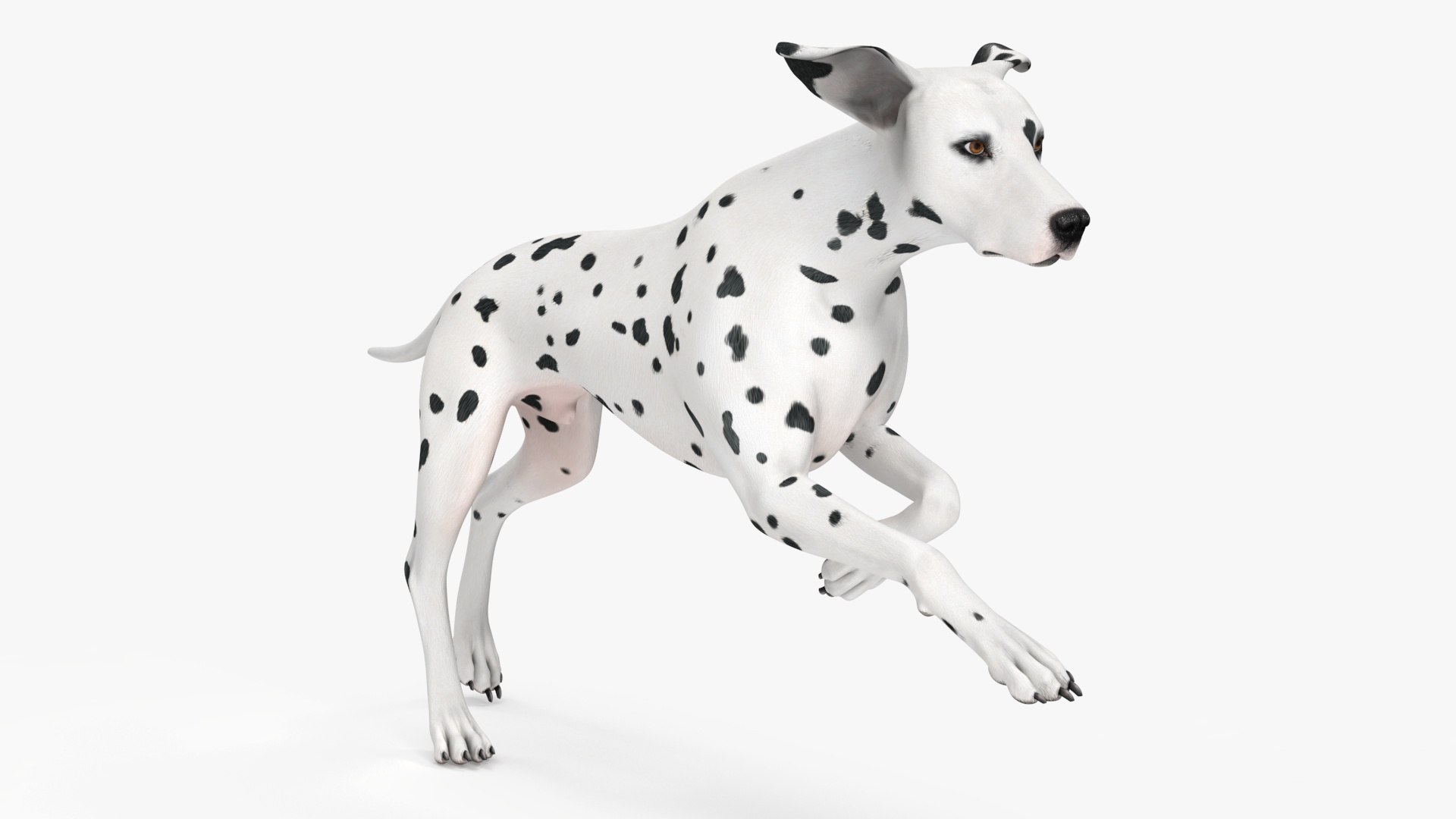 Dalmatian Dog Rigged 3D https://p.turbosquid.com/ts-thumb/mf/ybLYcX/wS/dalmatiandogrigged3dmodel028/jpg/1716126094/1920x1080/fit_q87/8bbcce9e5cba7bf79250bc33703353442bb2dffd/dalmatiandogrigged3dmodel028.jpg