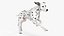 Dalmatian Dog Rigged