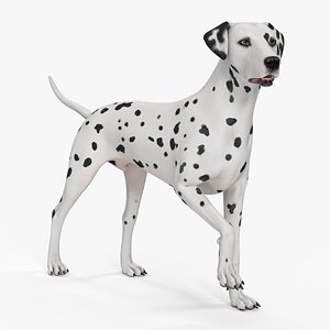 Dalmatian Dog Rigged