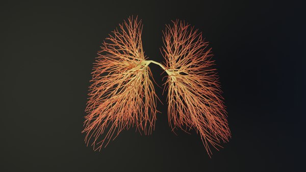 Human lungs unrolling growing animation model