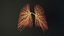 Human lungs unrolling growing animation