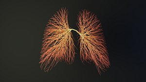 Human lungs unrolling growing animation