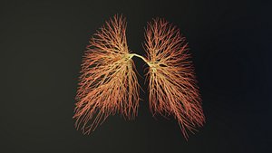 Human lungs unrolling growing animation