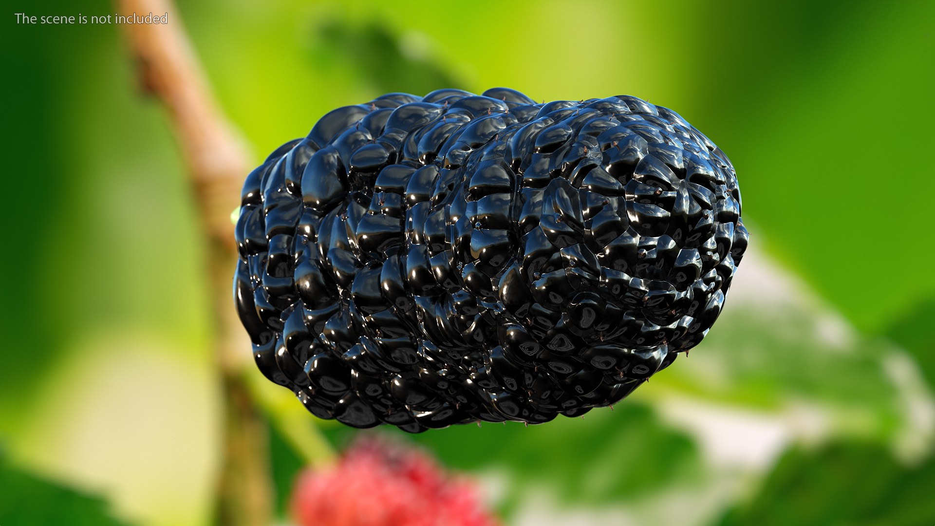 3D Berries Collection 3 https://p.turbosquid.com/ts-thumb/mg/4IVH5X/Rx/berriescollection3vray3dmodel014/jpg/1670767351/1920x1080/fit_q87/eb4a5e6d3c17d7600e4db3f35931d48cd839d552/berriescollection3vray3dmodel014.jpg