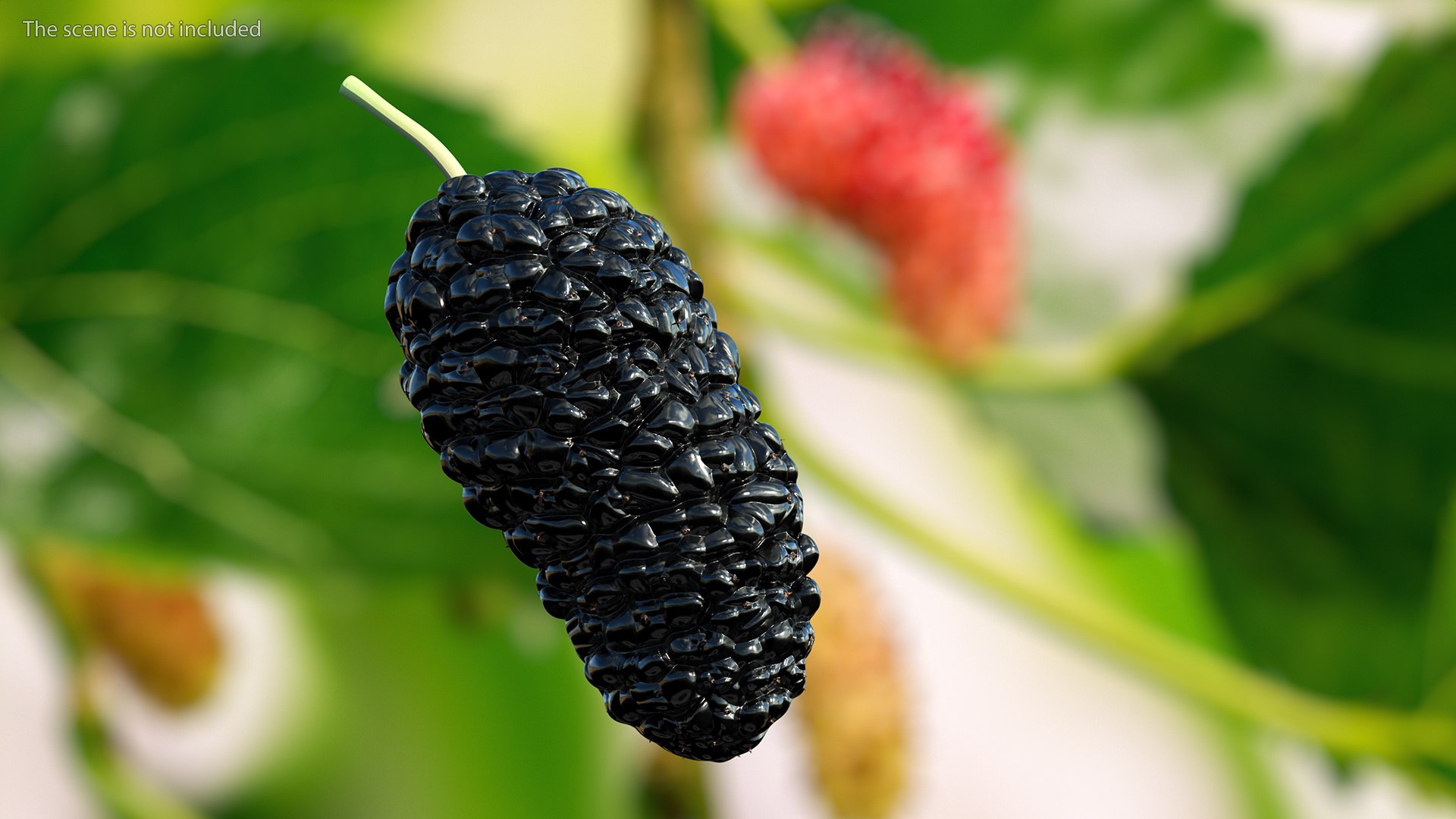 3D Berries Collection 3 https://p.turbosquid.com/ts-thumb/mg/4IVH5X/au/berriescollection3vray3dmodel013/jpg/1670767348/1920x1080/fit_q87/e32bdbdd666a0c9b7418463f7990cd3299b8be94/berriescollection3vray3dmodel013.jpg