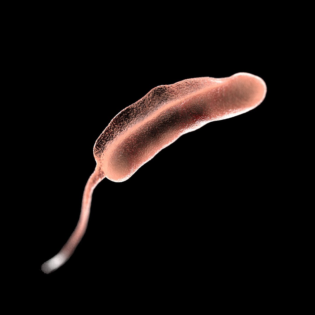 3D Microbes Micro Bacteria Cells - TurboSquid 1626082