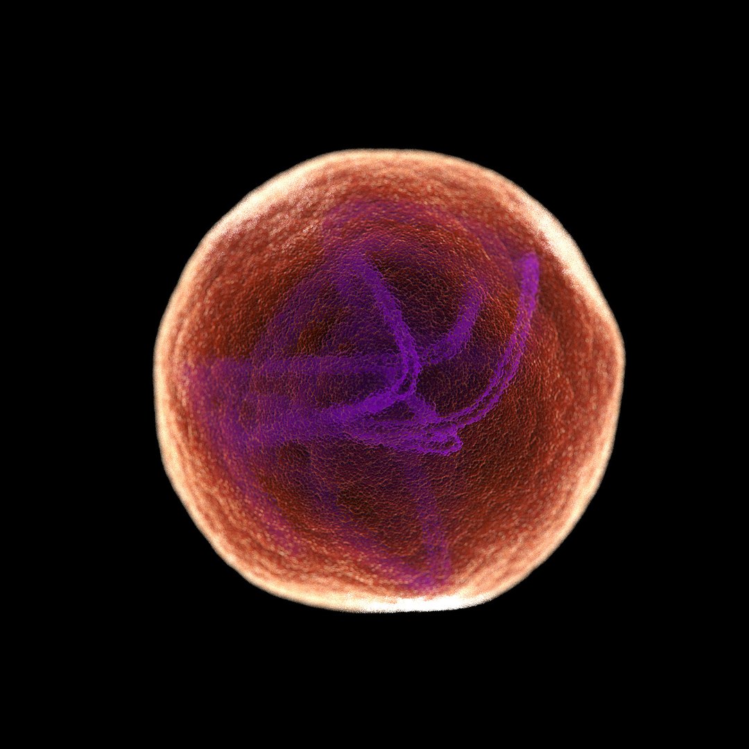 3D microbes micro bacteria cells https://p.turbosquid.com/ts-thumb/mg/9YeCU5/lvDH1mI9/rubellarubellavirus_02/jpg/1601715791/1920x1080/fit_q87/eb20cff53f2c6d7198156971aaf5e00d39b70ec0/rubellarubellavirus_02.jpg