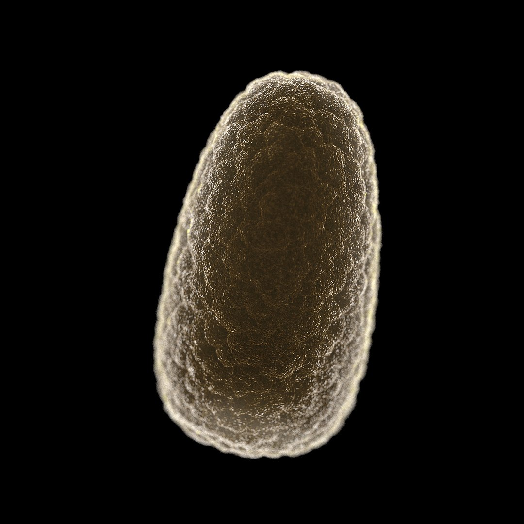 3D microbes micro bacteria cells https://p.turbosquid.com/ts-thumb/mg/9YeCU5/vKa6h2qt/rabiesrabiesvirus_02/jpg/1601715790/1920x1080/fit_q87/fde7d4725b74ee15b74cfe2278edcb626721248d/rabiesrabiesvirus_02.jpg