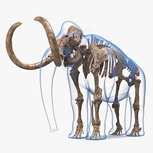 Adult Mammoth Old Skeleton Shell Rigged 3D