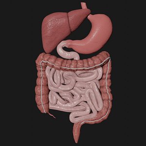 3D model digestive stomach liver