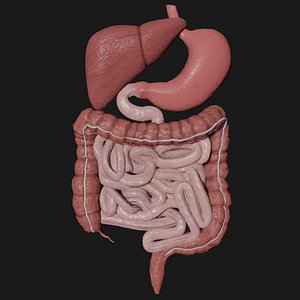Digestive System Collection