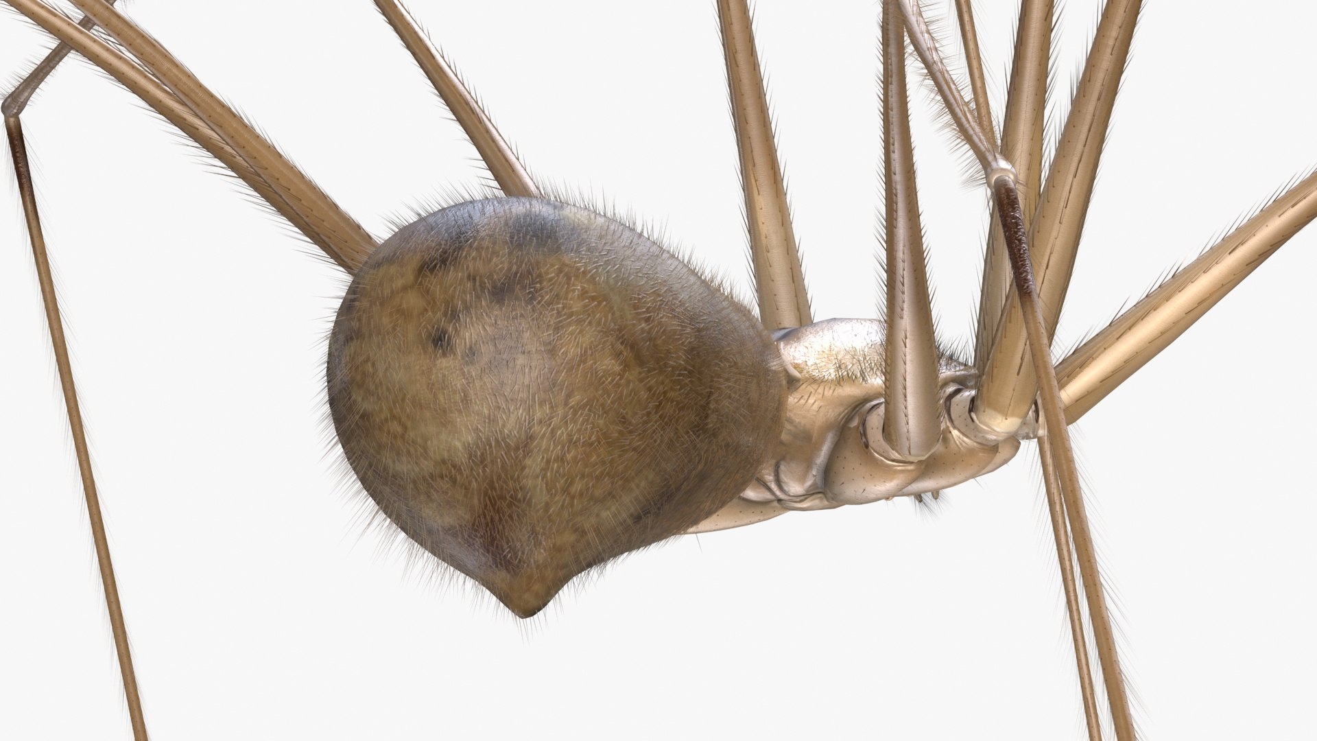 3D Model Daddy Long-legs Spider Fur Rigged - TurboSquid 2270169