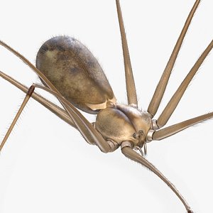 Daddy Long-legs Spider Fur Rigged