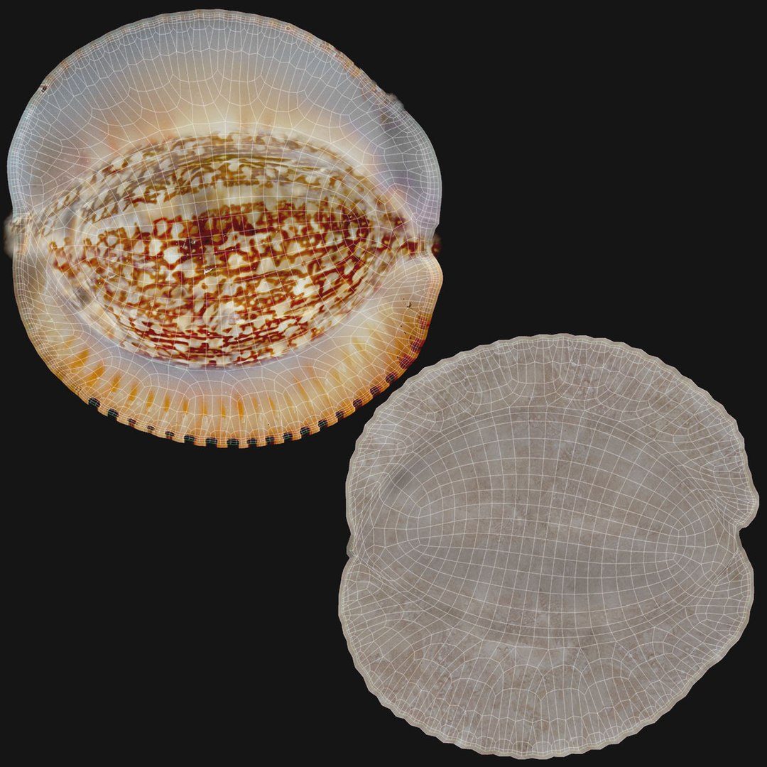 Realistic sea shell set 3D model - TurboSquid 1150992