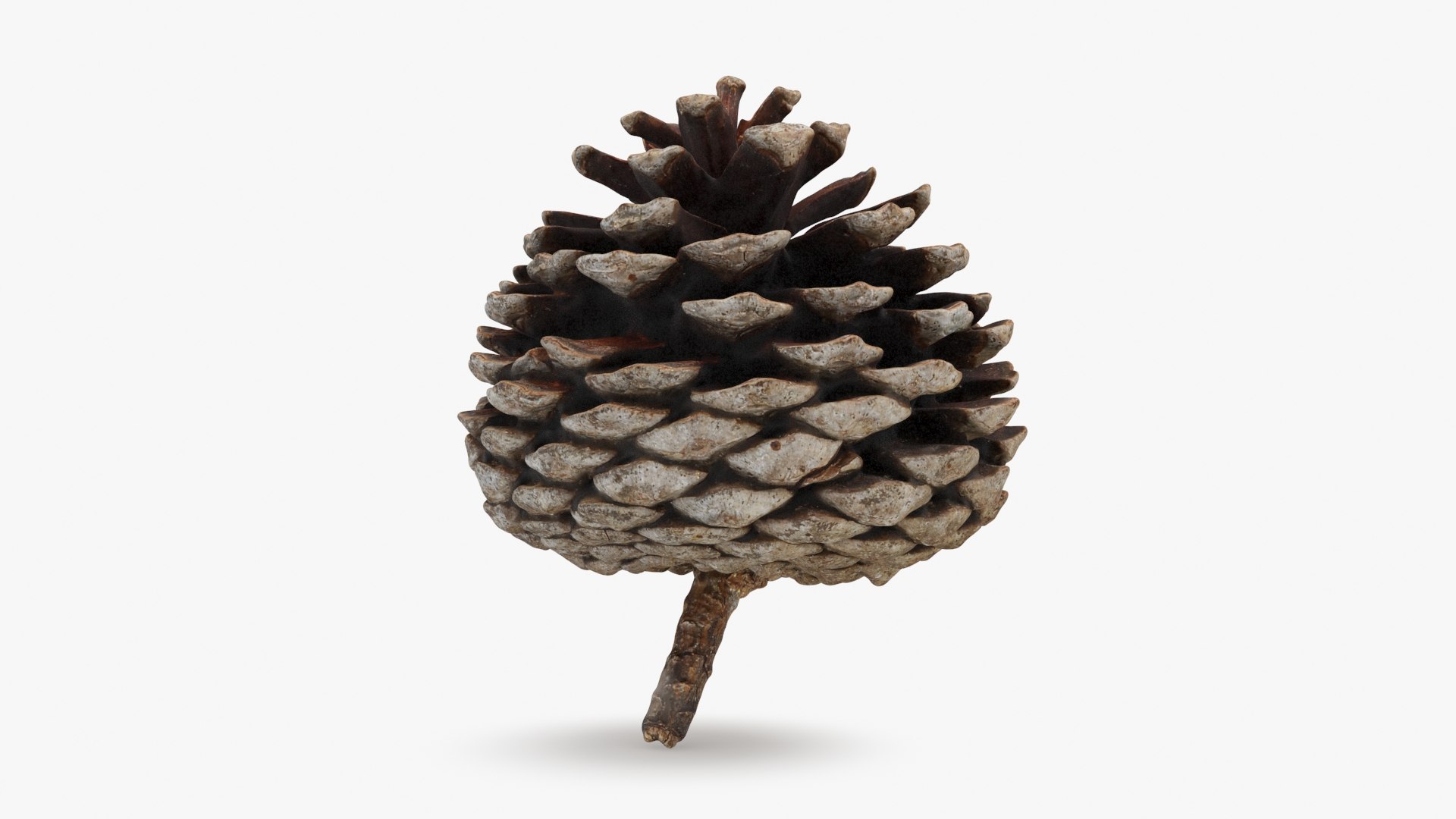 Dried Pine Cone Collection 3D model https://p.turbosquid.com/ts-thumb/mg/PHCzyb/GJ/driedpinecone03_a0001/jpg/1730362096/1920x1080/fit_q87/7bdc9f181c975d16123741ace1cae9a5814e97cf/driedpinecone03_a0001.jpg
