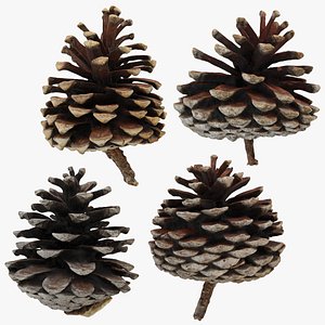Dried Pine Cone Collection 3D model