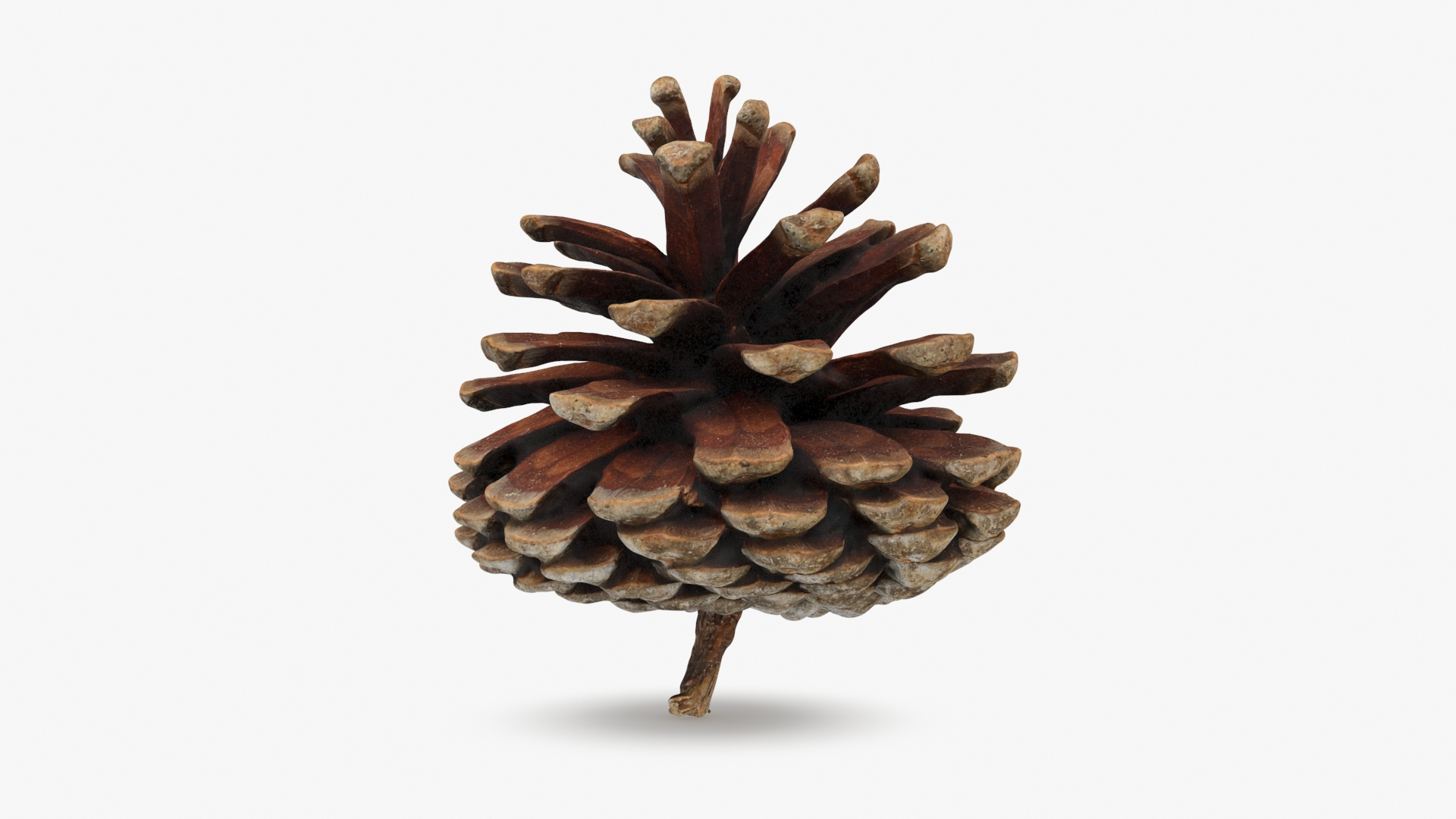 Dried Pine Cone Collection 3D model https://p.turbosquid.com/ts-thumb/mg/PHCzyb/oh/driedpinecone04/jpg/1730362722/1920x1080/turn_fit_q99/69b4f9dc01800f4109c680d6fcd7cdc67e7f1633/driedpinecone04-1.jpg