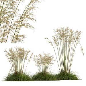 HQ Plants Celtica Gigantea Stipa Golden Oats Version2 3D model